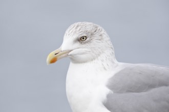 European Herring Gull (Larus argentatus), Lower Saxony, Germany