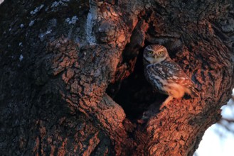 Little Owl (Athene noctua) perched in a tree, Andalusia, Spain