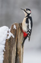 Great Spotted Woodpecker (Dendrocopos major) male, Lower Saxony, Germany