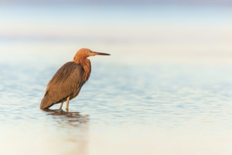 Reddish Egret (Egretta rufescens) foraging, Florida, USA