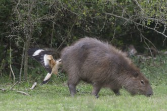 A Yellow-headed Caracara feeds from the rear end (anus) of a Capybara. The caracara is removing