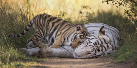 Bengal Tiger (Panthera tigris) white morph mother with cub, captive, Philippolis, South Africa