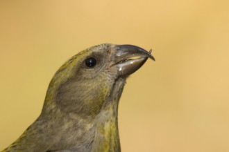 Red Crossbill (Loxia curvirostra) female, Utrecht, Netherlands