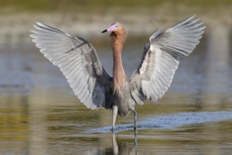 Reddish Egret (Egretta rufescens), Florida, USA