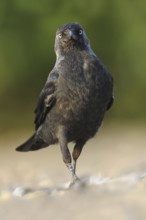 Western Jackdaw (Coloeus monedula)