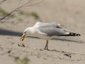 European Herring Gull (Larus argentatus), Schleswig-Holstein, Germany