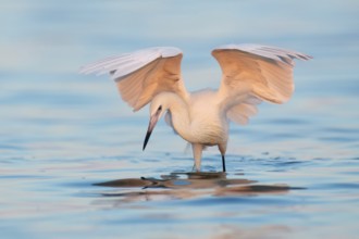 Reddish Egret (Egretta rufescens), Florida, USA