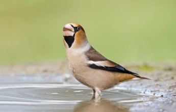 Hawfinch (Coccothraustes coccothraustes) male at waterhole, Aosta Valley, Italy