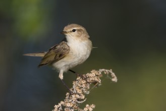 Siberian Chiffchaff - Taigazilpzalp - Phylloscopus tristis, Russia (Ural)