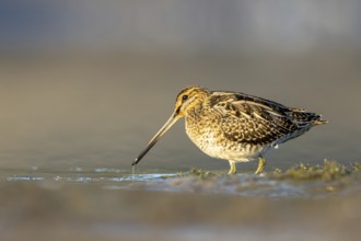 Common Snipe (Gallinago gallinago) foraging, North Rhine-Westphalia, Germany
