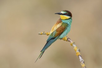 European Bee-eater (Merops apiaster) perched on a branch, Poland