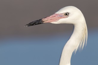 Reddish Egret (Egretta rufescens), Florida, USA