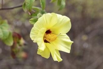 Gossypium herbaceum (Gossypium), San Cristobal, Galapagos, Ecuador