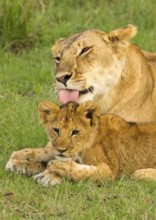 African Lion (Panthera leo) mother with young, Masai Mara, Kenya