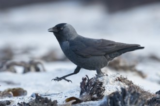 Western Jackdaw (Coloeus monedula) perched on a beach, Schleswig-Holstein, Deutschland, Germany
