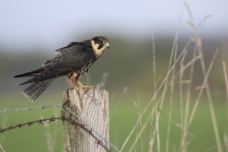 Baumfalke; lat. Falco subbuteo; auf Weidepfahl in Wiesenlandschaft