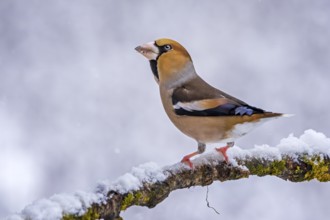 Hawfinch (Coccothraustes coccothraustes), Saxony-Anhalt, Germany