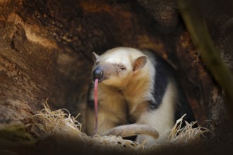 Long tongue. Southern Tamandua, Tamandua tetradactyla, wild anteater in the nature forest habitat,