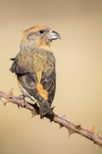 Red Crossbill (Loxia curvirostra) male perched on a branch, Aragon, Spain