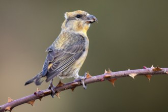 Red Crossbill (Loxia curvirostra) male perched on a branch, Aragon, Spain
