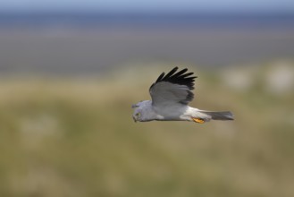Kornweihe; lat. Circus cyaneus; adultes Männchen im Flug ; Seitenansicht; über Dünenlandschaft; der
