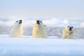 Three polar bears on drift ice, Svalbard, Norway. Rare wildlife scene from nature, cold winter with