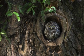 Little Owl (Athene noctua) peering out from hole in tree, North Rhine-Westphalia, Germany