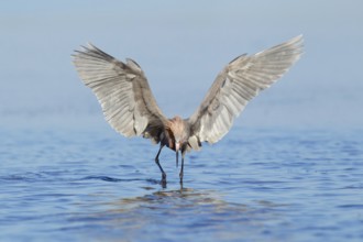 Reddish Egret (Egretta rufescens), Florida, USA