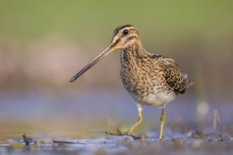 Common Snipe (Gallinago gallinago) foraging, Poland