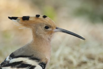 Eurasian Hoopoe (Upupa epops), Turkey
