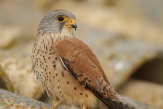 Lesser Kestrel (Falco naumanni), male portrait, Castile-La Mancha