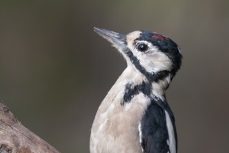 Great Spotted Woodpecker (Dendrocopos major) juvenile, Lower Saxony, Germany
