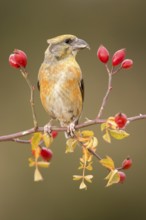 Red Crossbill (Loxia curvirostra) male perched on a branch, Aragon, Spain