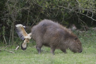 A Yellow-headed Caracara feeds from the rear end (anus) of a Capybara. In this image the caracara