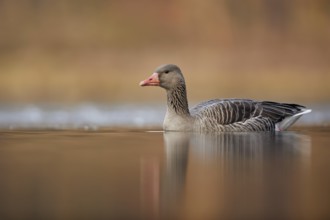 Greylag Goose (Anser anser), Bavaria, Germany