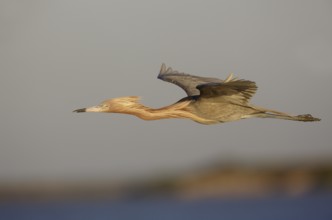 Reddish Egret (Egretta rufescens) flying, Texas, USA
