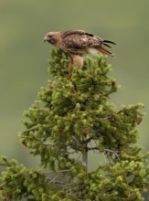 Red-tailed Hawk (Buteo jamaicensis) perched in a tree, British Columbia, Canada