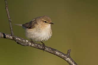 Siberian Chiffchaff - Taigazilpzalp - Phylloscopus tristis, Kazakhstan
