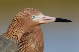 Reddish Egret (Egretta rufescens), Florida, USA