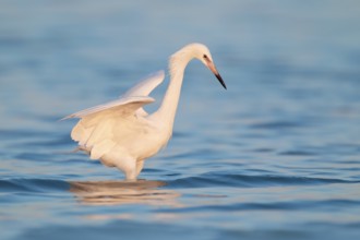 Reddish Egret (Egretta rufescens), Florida, USA