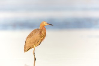Reddish Egret (Egretta rufescens) foraging, Florida, USA