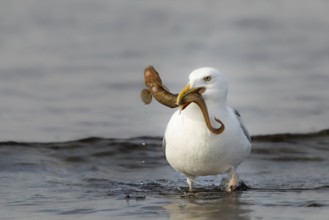 European Herring Gull (Larus argentatus) with Viviparous eelpout (Zoarces viviparous) prey in its