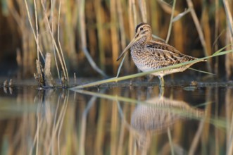 Common Snipe (Gallinago gallinago), Thuringia, Germany