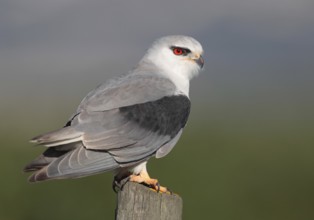 Black-winged Kite (Elanus caeruleus), Vila Franca de Xira, Portugal