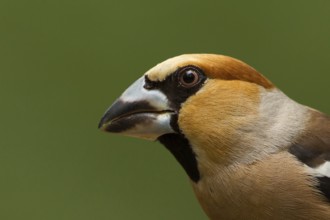Hawfinch (Coccothraustes coccothraustes) male, Utrecht, Netherlands