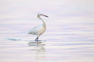 Reddish Egret (Egretta rufescens), Florida, USA