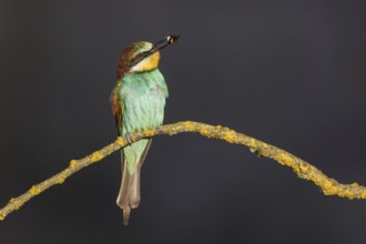 European Bee-eater (Merops apiaster) perched on a branch, Poland