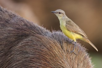 Cattle Tyrant (Machetornis rixosa) perched on a Capybara in the Pantanal of Brazil