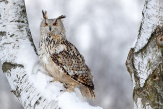 Winter scene with owl. Big Eastern Siberian Eagle Owl, Bubo bubo sibiricus, sitting on hillock with