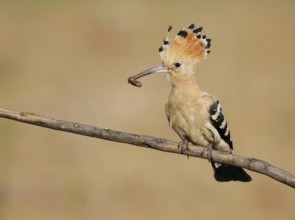 Eurasian Hoopoe (Upupa epops), Extremadura, Spain